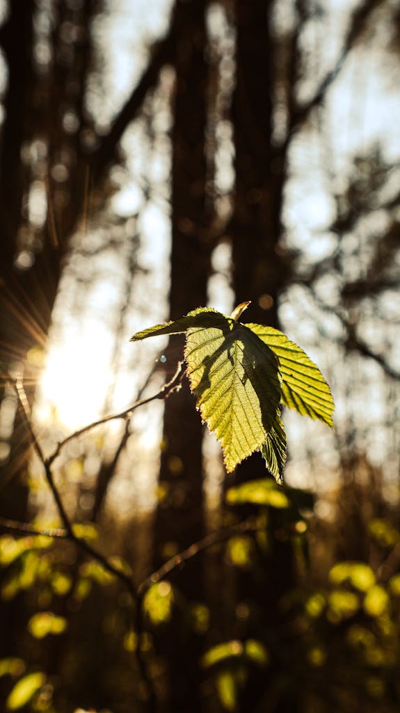 Sunlit leaves with a forest background, capturing the essence of springtime in nature.